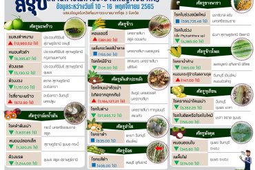 สถานการณ์ระบาดศัตรูพืชสำคัญ (ข้อมูลระหว่างวันที่ 3 – 9 พฤศจิกายน 2565)